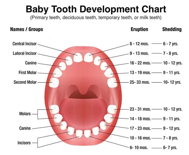 baby tooth eruption chart