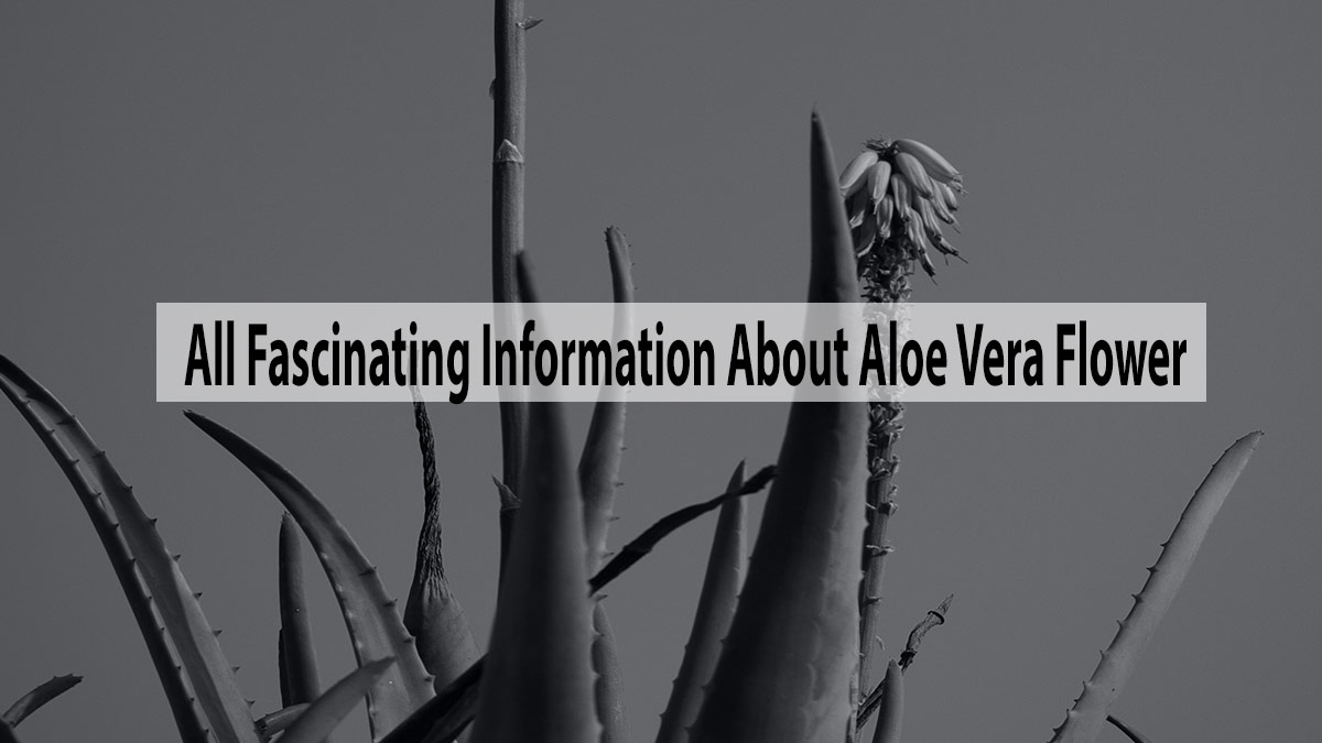 All Fascinating Information About Aloe Vera Flower
